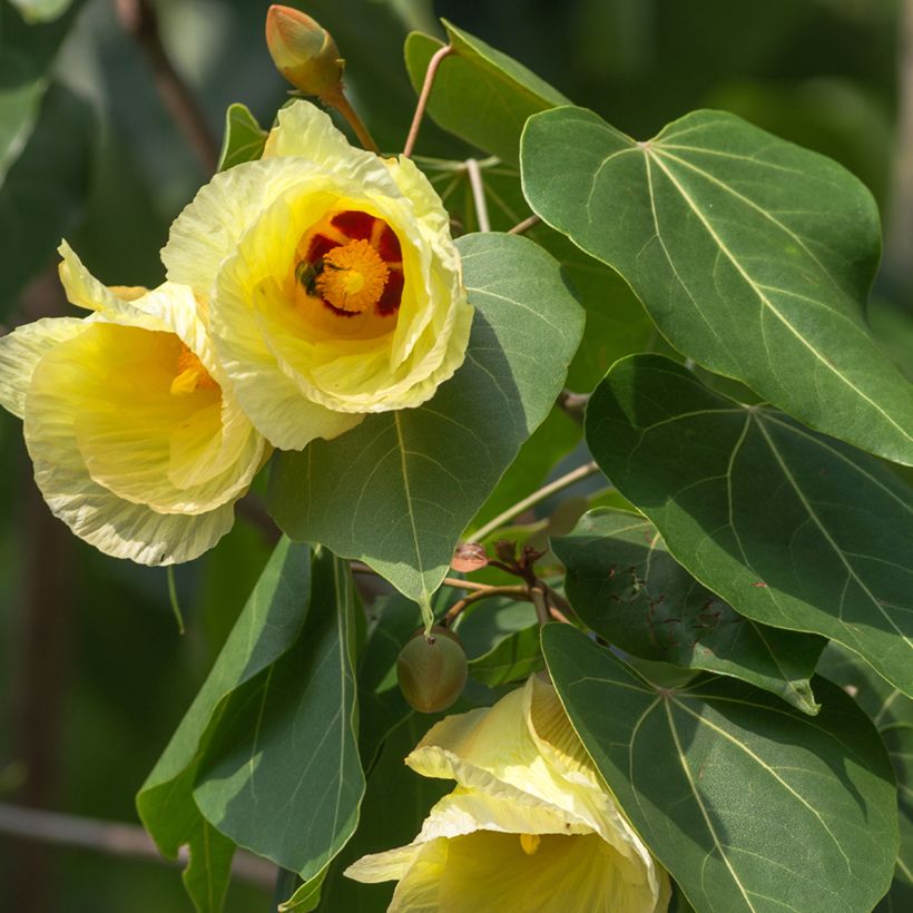 Thespesia populnea - Strandpopulier (Bloei)
