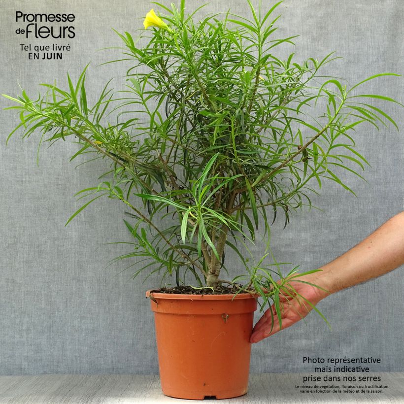 Exemplaar van Thevetia peruviana - Gele oleander Pot van 7,5 l/10 l zoals geleverd in de zomer