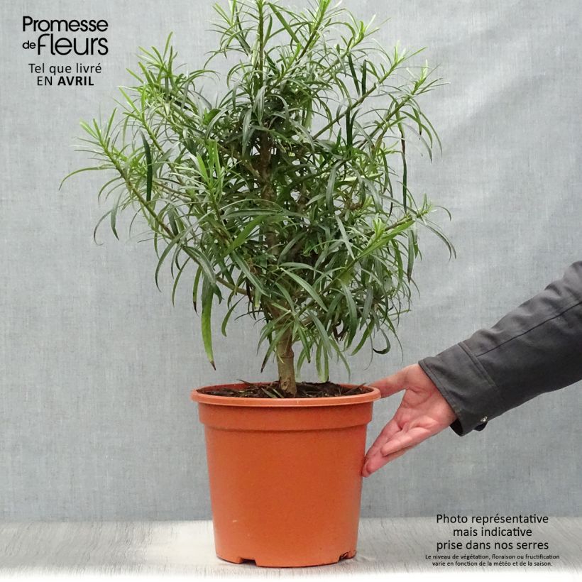 Example of Thevetia peruviana - Gele oleander Pot van 7,5 l/10 l as you get in printemps