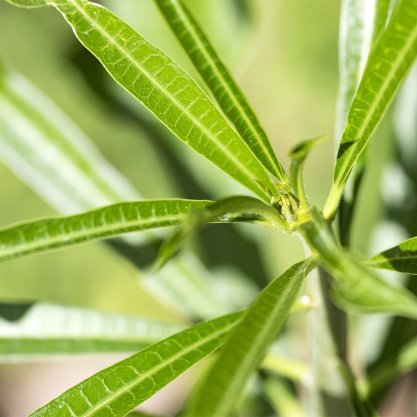 Thevetia peruviana - Gele oleander (Blad)