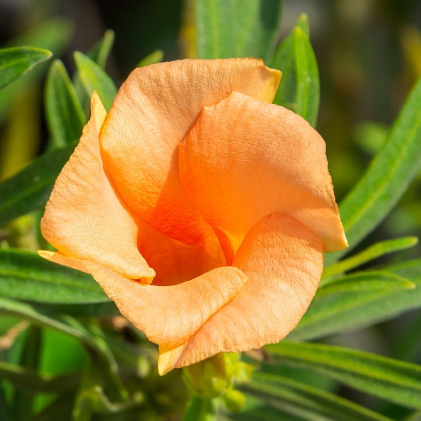 Thevetia peruviana - Gele oleander (Bloei)