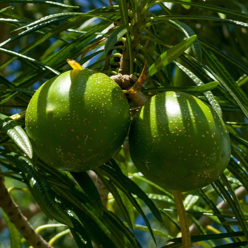 Thevetia peruviana - Gele oleander (Oogst)