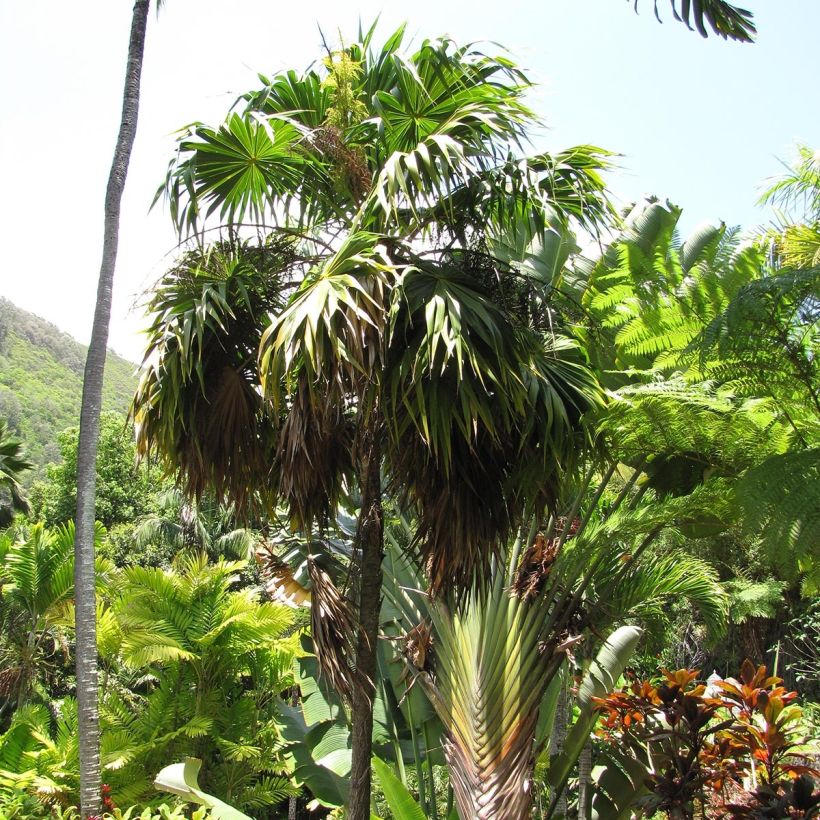 Thrinax parviflora - Jamaicaanse palm (Groeiplaats)