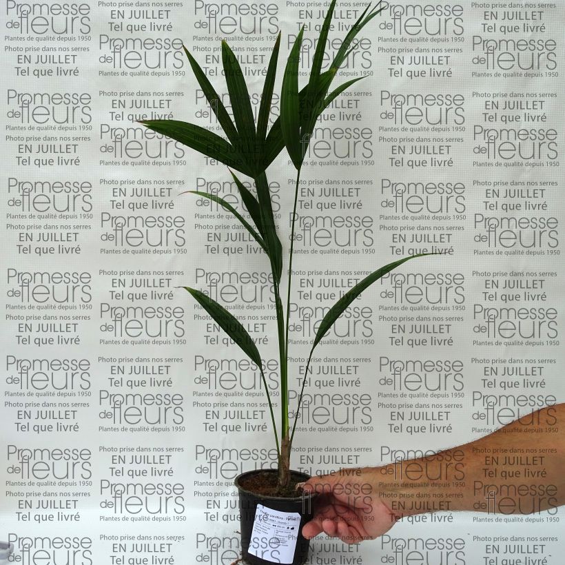 Exemplaar van Thrinax parviflora - Jamaicaanse palm Pot van 12 cm / 13 cm zoals geleverd in de zomer
