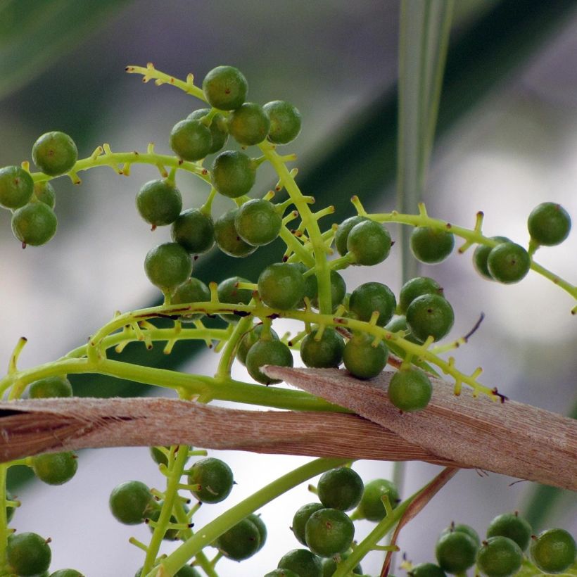 Thrinax radiata - Palmier balai van Florida (Harvest)