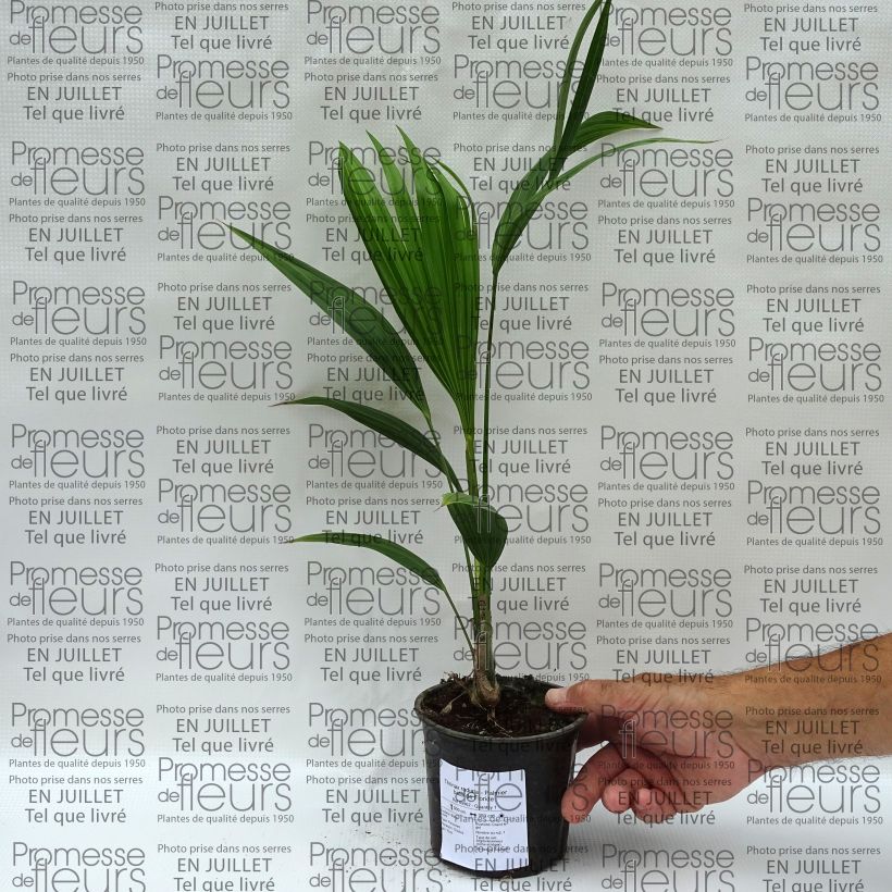Exemplaar van Thrinax radiata - Palmier balai van Florida Pot van 12 cm / 13 cm zoals geleverd in de zomer