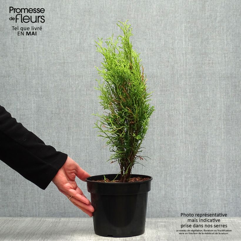 Exemplaar van Thuja occidentalis Totem Smaragd - Westerse levensboom Pot van 2 l/3 l zoals geleverd in de lente