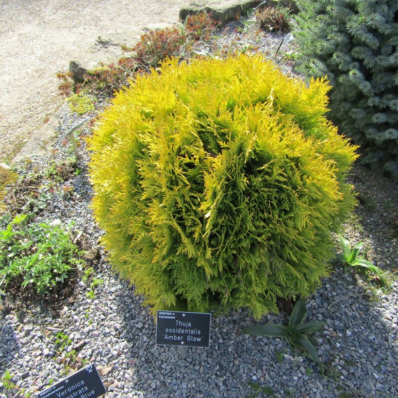 Thuja occidentalis Amber Glow - Westerse levensboom (Groeiplaats)