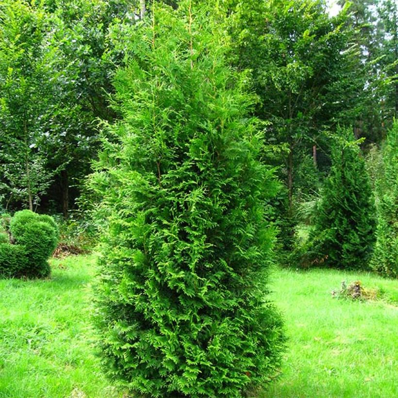 Thuja occidentalis Brabant - Westerse levensboom (Plant habit)