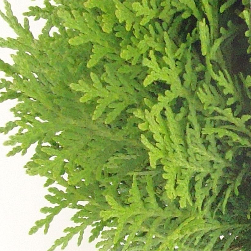 Thuja occidentalis Danica - Westerse levensboom (Foliage)