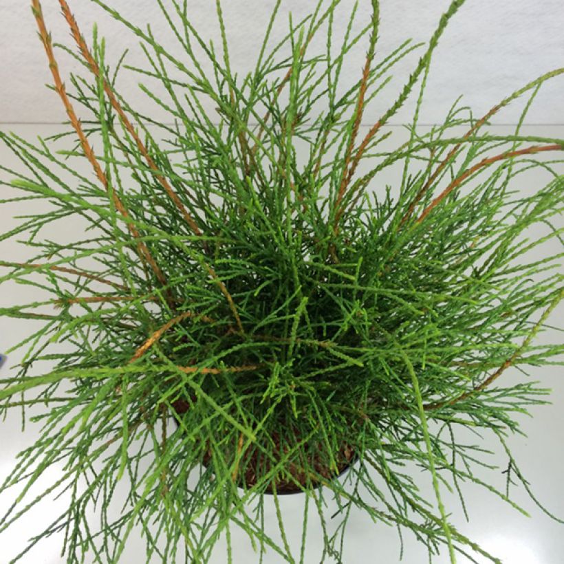 Thuja occidentalis Filiformis - Westerse levensboom (Blad)