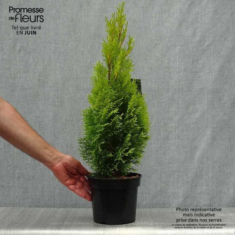 Exemplaar van Thuja occidentalis Golden Smaragd - Westerse levensboom Pot van 2 l/3 l zoals geleverd in de zomer