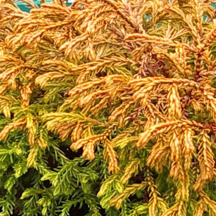 Thuja occidentalis Golden Tuffet - Westerse levensboom (Blad)