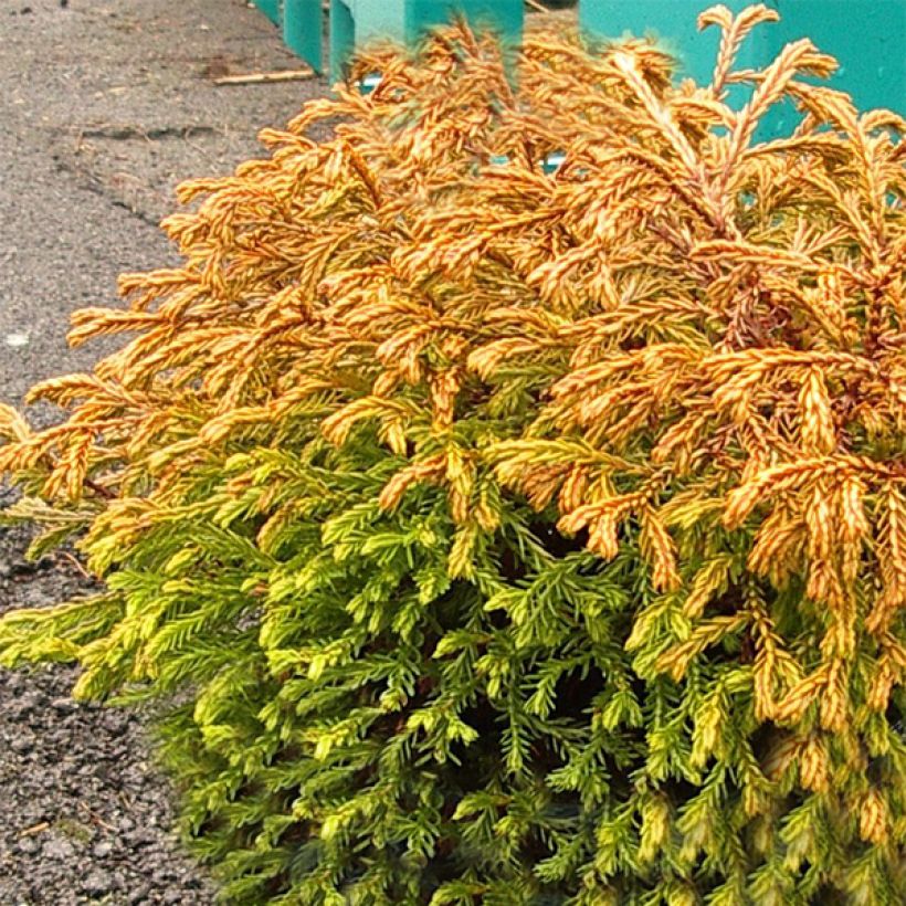 Thuja occidentalis Golden Tuffet - Westerse levensboom (Groeiplaats)
