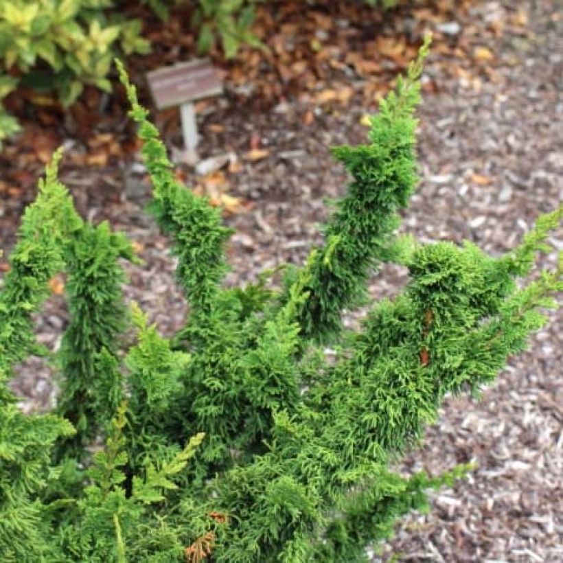 Thuja occidentalis Malonyana Holub - Westerse levensboom (Blad)
