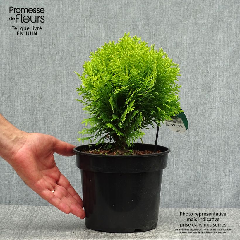 Exemplaar van Thuja occidentalis Mirjam - Westerse levensboom Pot van 2 l/3 l zoals geleverd in de zomer