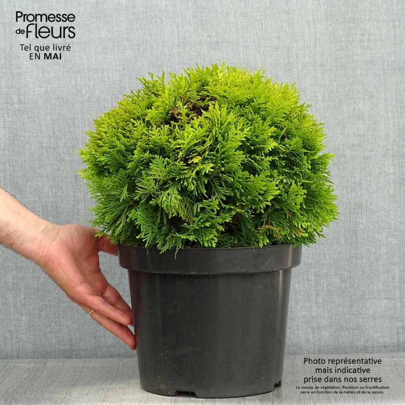 Exemplaar van Thuja occidentalis Mirjam - Westerse levensboom Pot van 7,5 l/10 l zoals geleverd in de lente