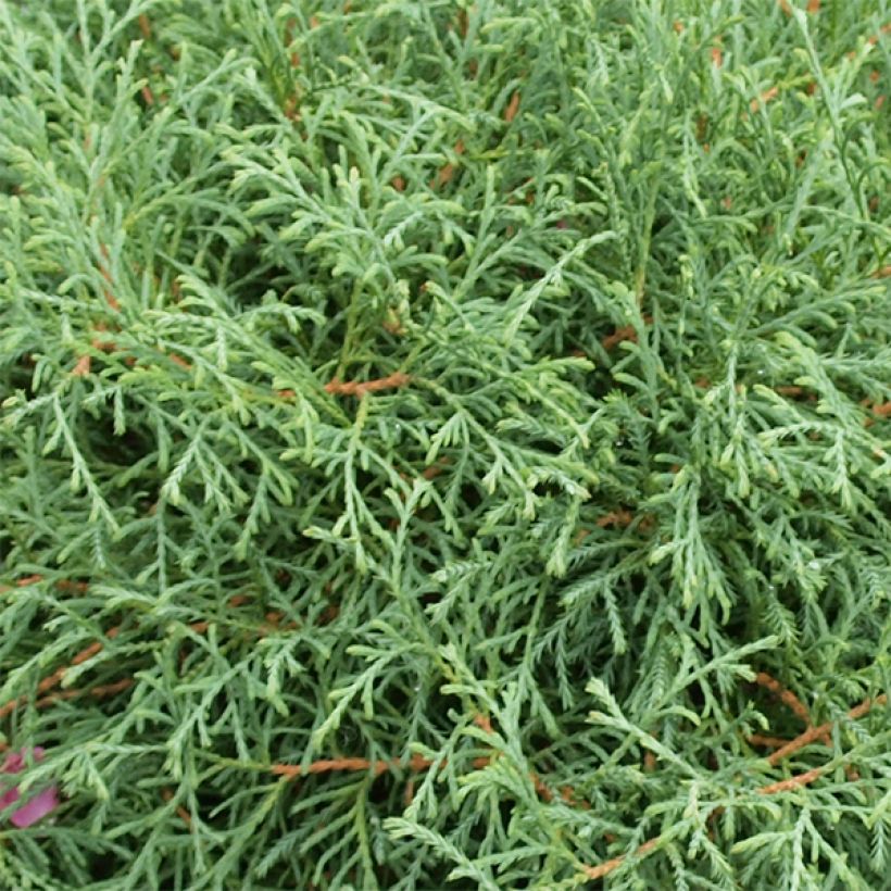 Thuja occidentalis Mr Bowling Ball - Westerse levensboom (Blad)