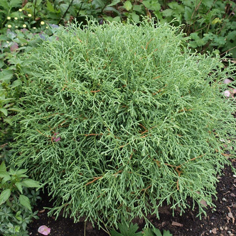 Thuja occidentalis Mr Bowling Ball - Westerse levensboom (Groeiplaats)