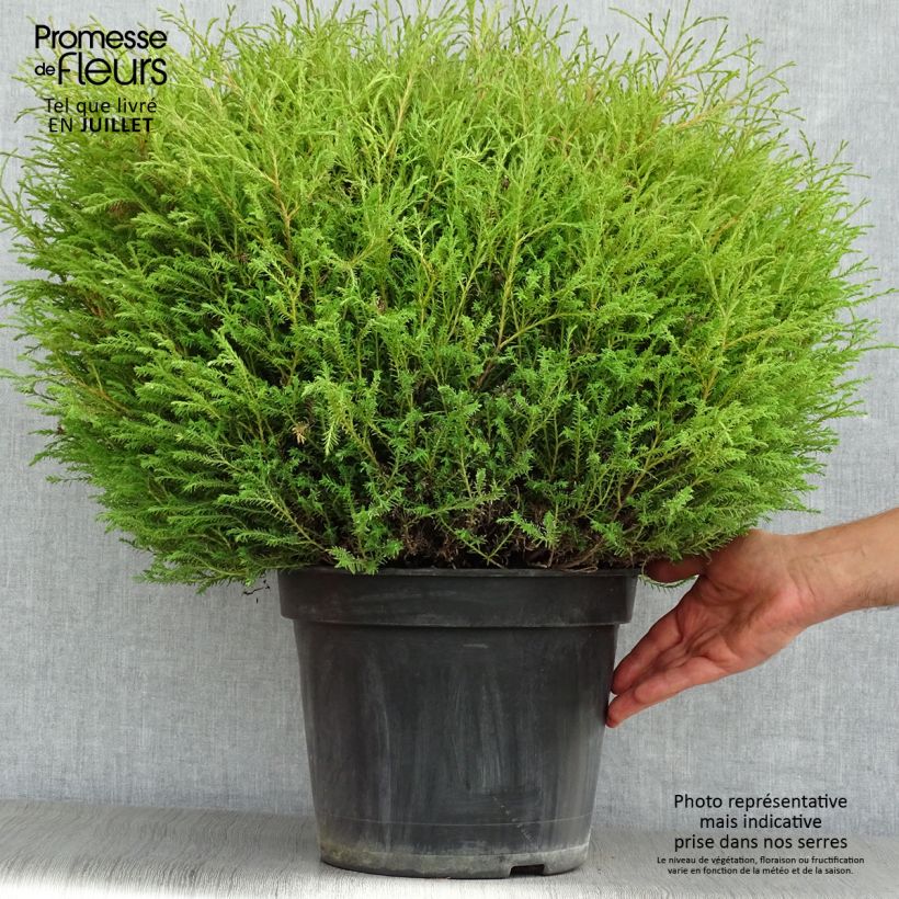 Exemplaar van Thuja occidentalis Mr Bowling Ball - Westerse levensboom Pot van 7,5 l/10 l zoals geleverd in de zomer