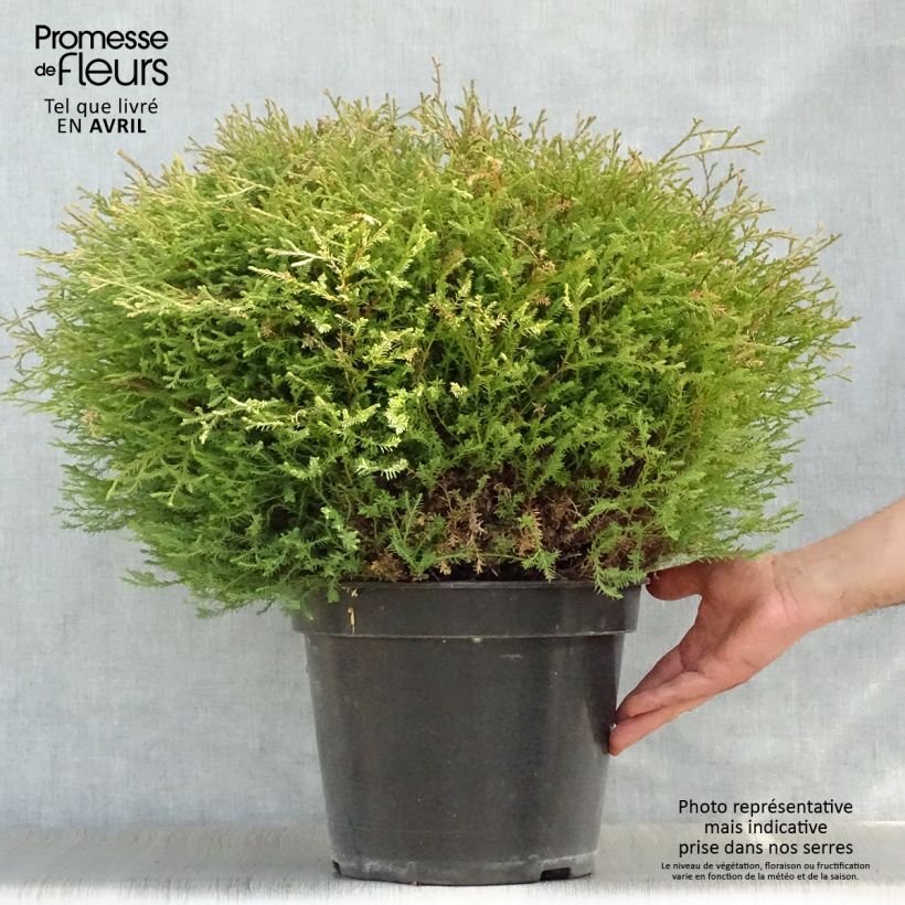 Exemplaar van Thuja occidentalis Mr Bowling Ball - Westerse levensboom Pot van 7,5 l/10 l zoals geleverd in de lente