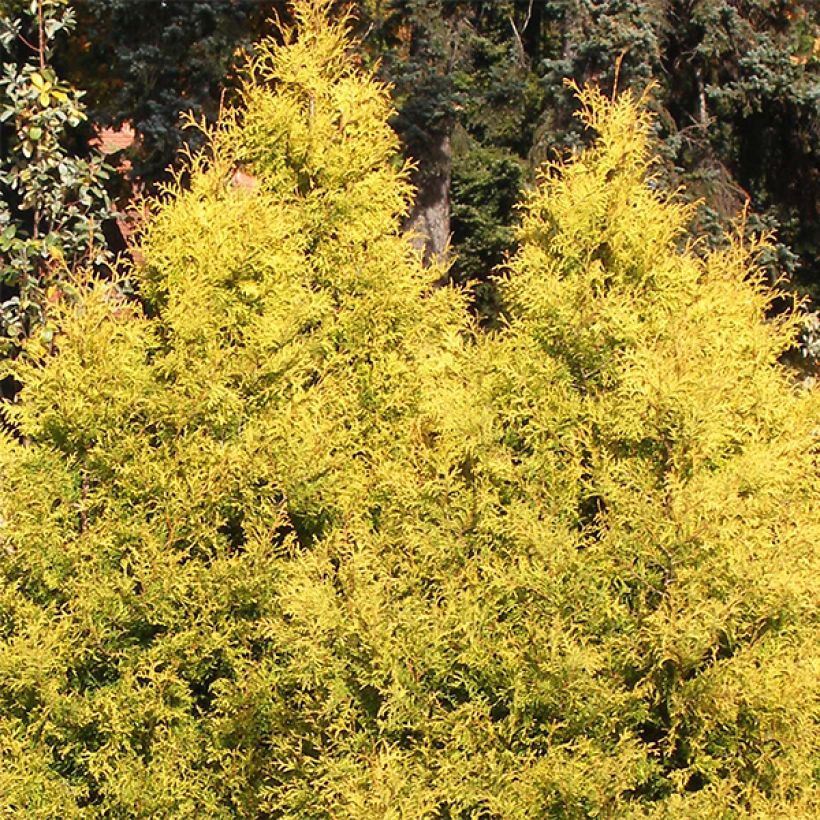 Thuja occidentalis Rheingold - Westerse levensboom (Groeiplaats)