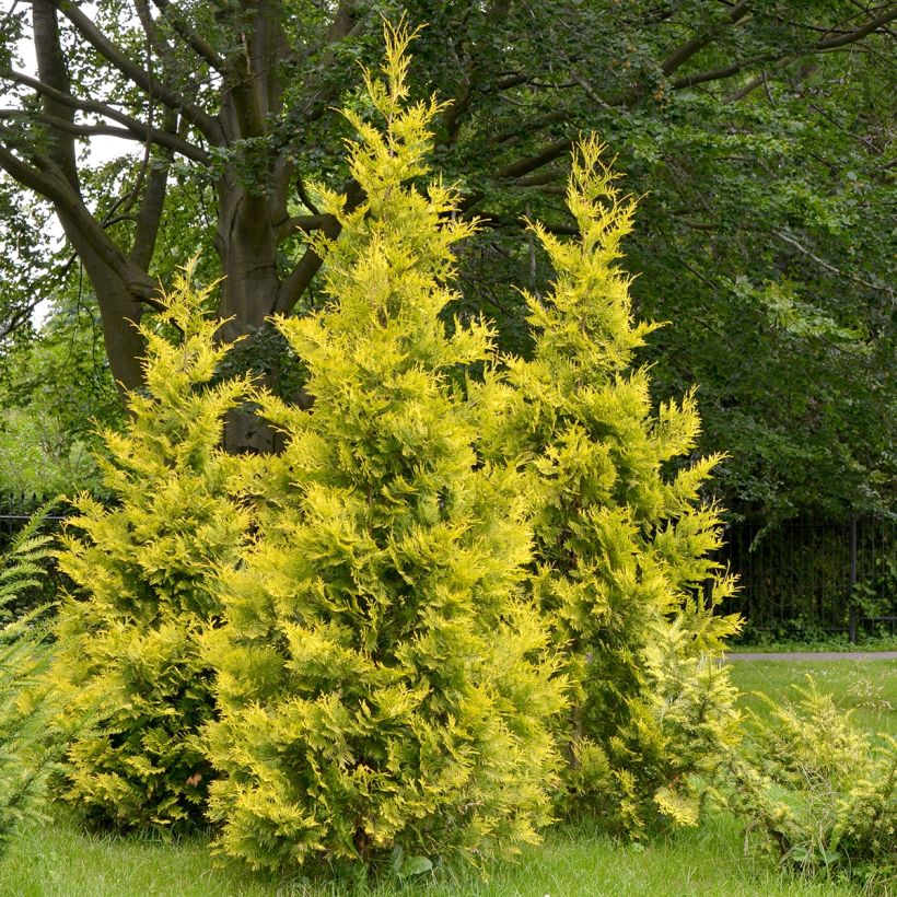 Thuja occidentalis Salland - Westerse levensboom (Groeiplaats)