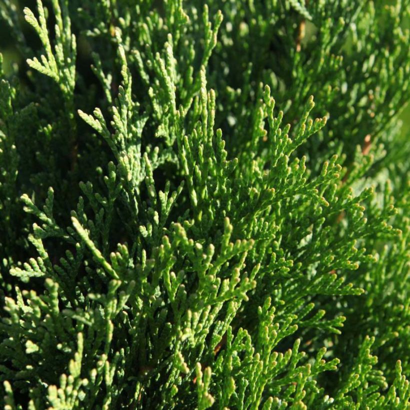 Thuja occidentalis Smaragd - Westerse levensboom (Blad)
