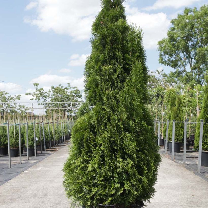 Thuja occidentalis Smaragd - Westerse levensboom (Groeiplaats)