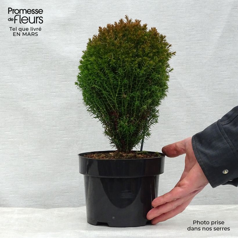 Exemplaar van Thuja occidentalis Teddy - Westerse levensboom Pot van 2 l/3 l zoals geleverd in de lente