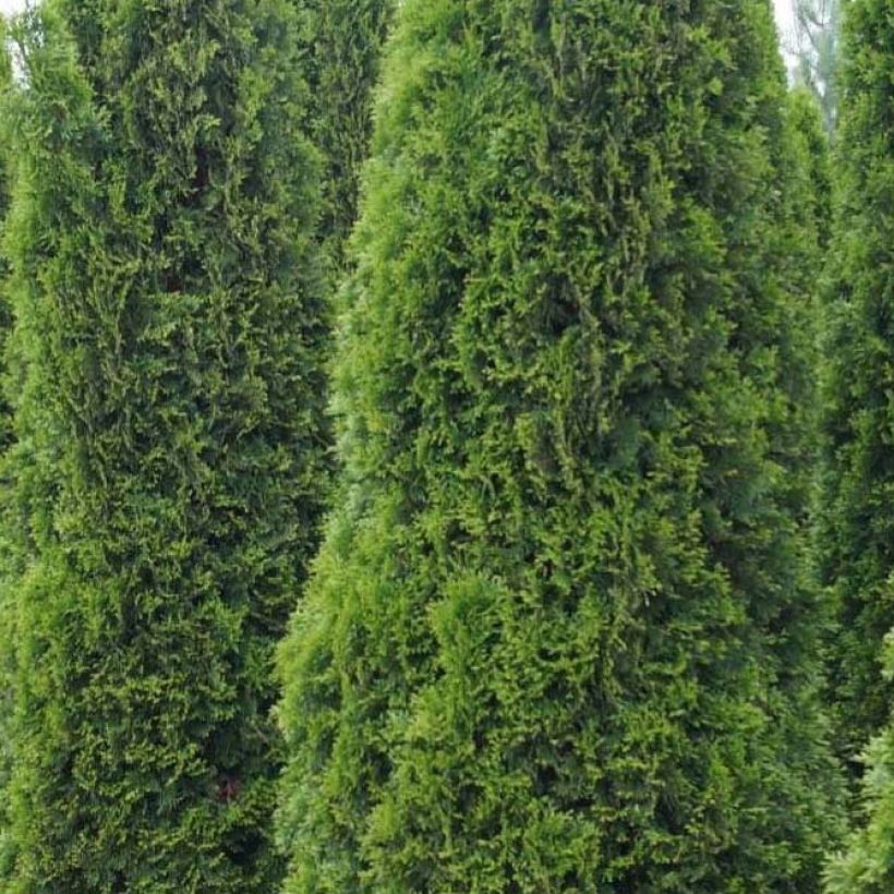 Thuja occidentalis Totem Smaragd - Westerse levensboom (Blad)