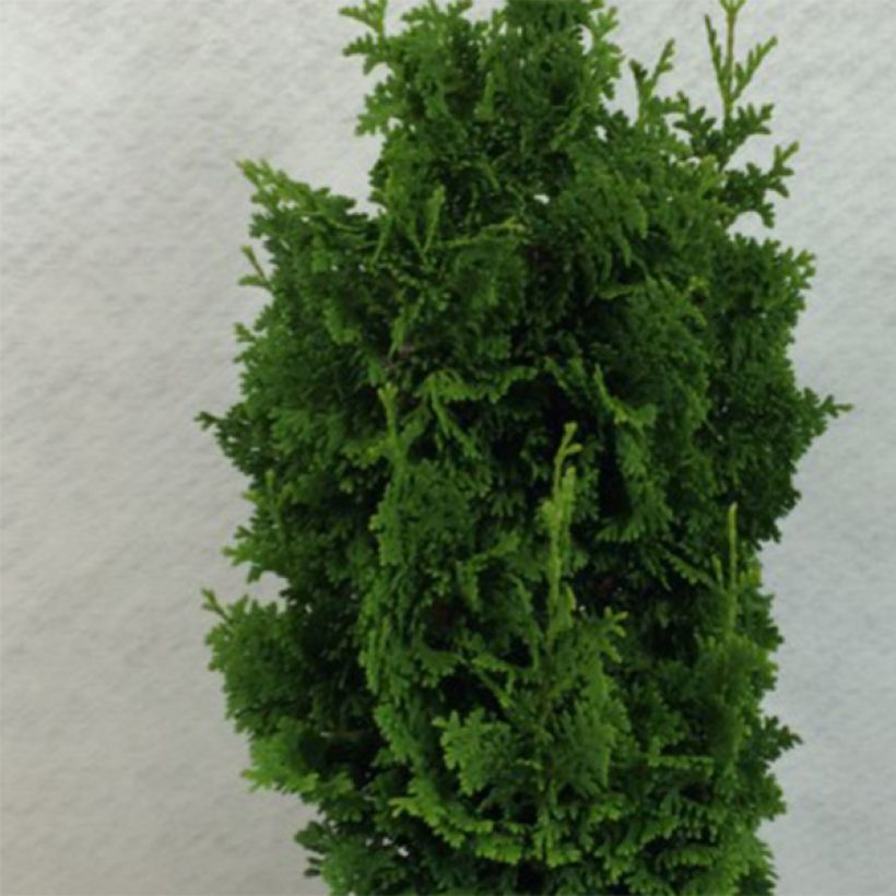 Thuja occidentalis Zmatlik - Westerse levensboom (Blad)