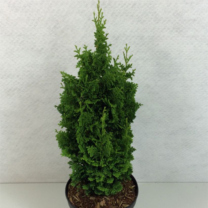 Thuja occidentalis Zmatlik - Westerse levensboom (Groeiplaats)