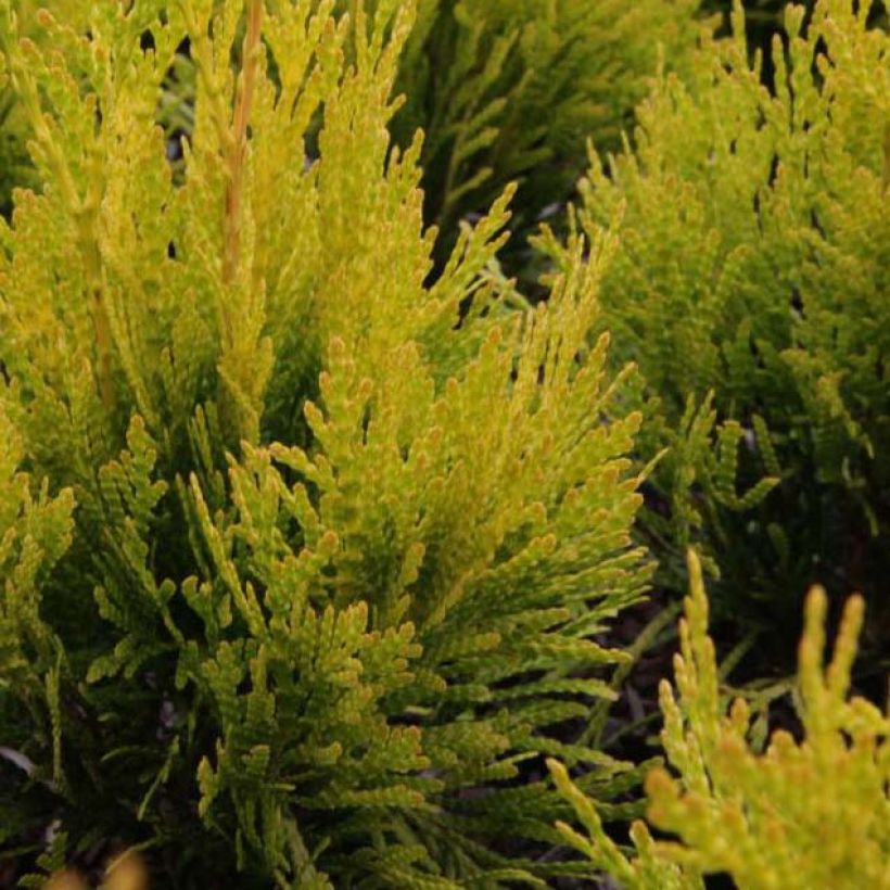 Thuja plicata 4 Ever Goldy - Reuzenlevensboom (Foliage)