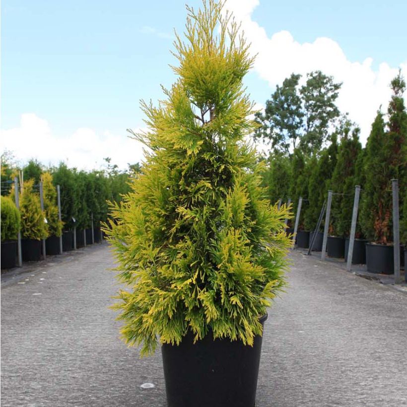 Thuja plicata 4 Ever Goldy - Reuzenlevensboom (Plant habit)