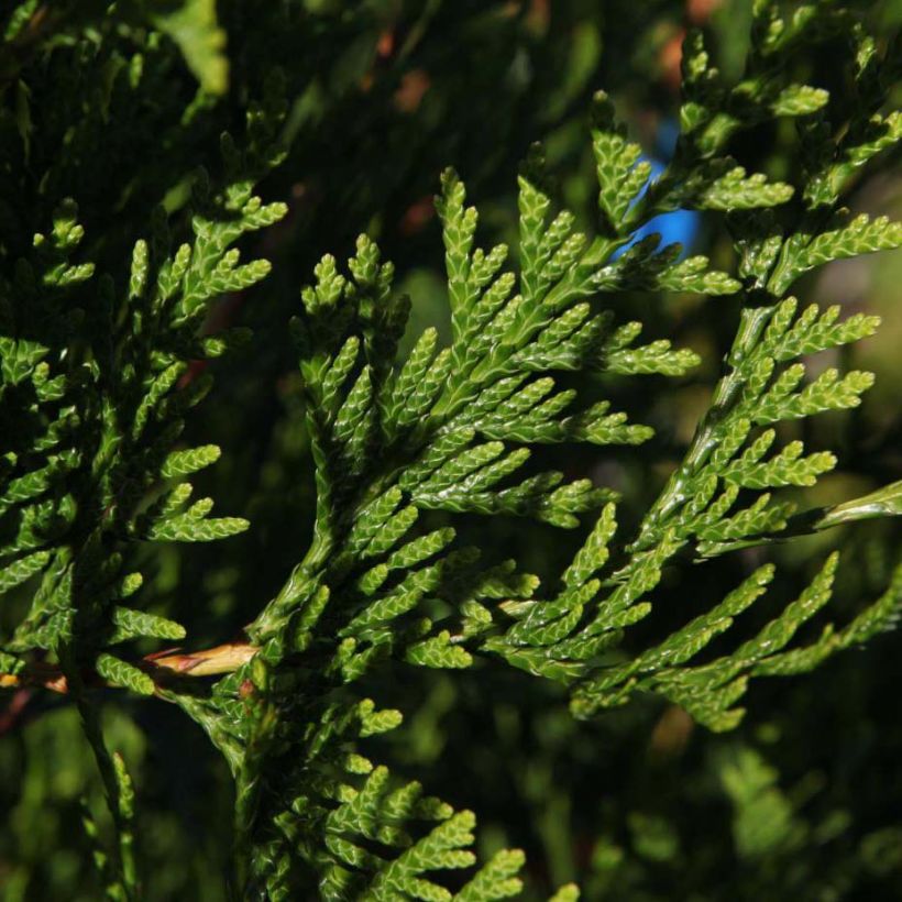Thuja plicata Atrovirens - Reuzenlevensboom (Blad)