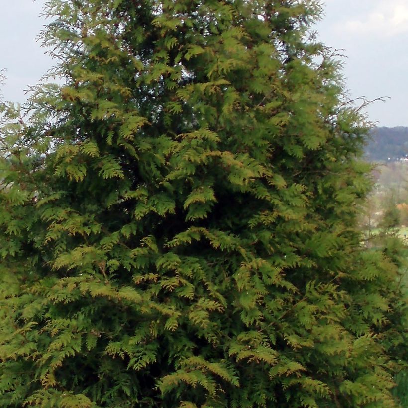Thuja plicata Excelsa - Reuzenlevensboom (Blad)