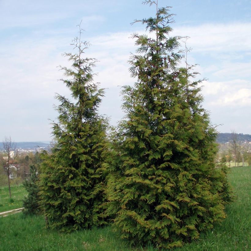 Thuja plicata Excelsa - Reuzenlevensboom (Groeiplaats)