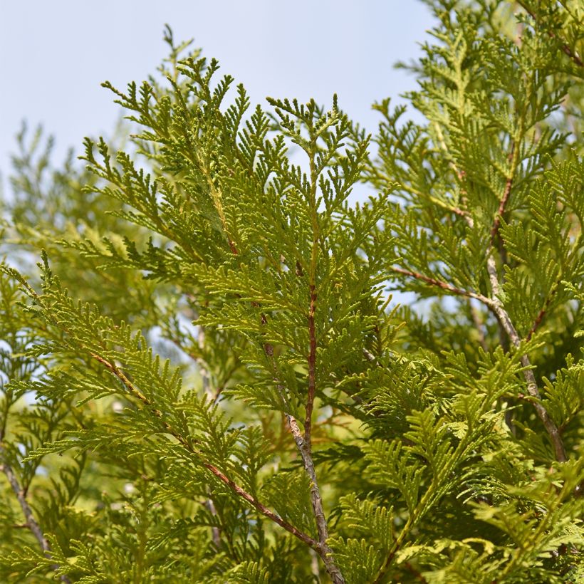 Thuja plicata Martin - Reuzenlevensboom (Blad)