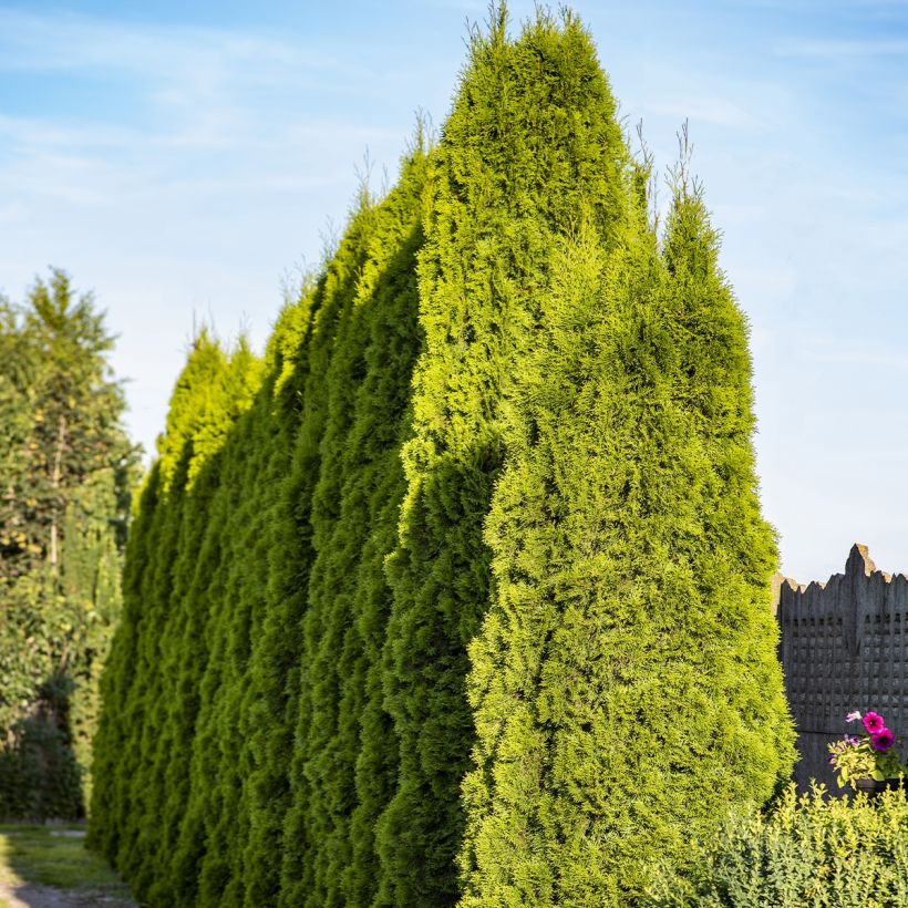 Thuja plicata Martin - Reuzenlevensboom (Groeiplaats)