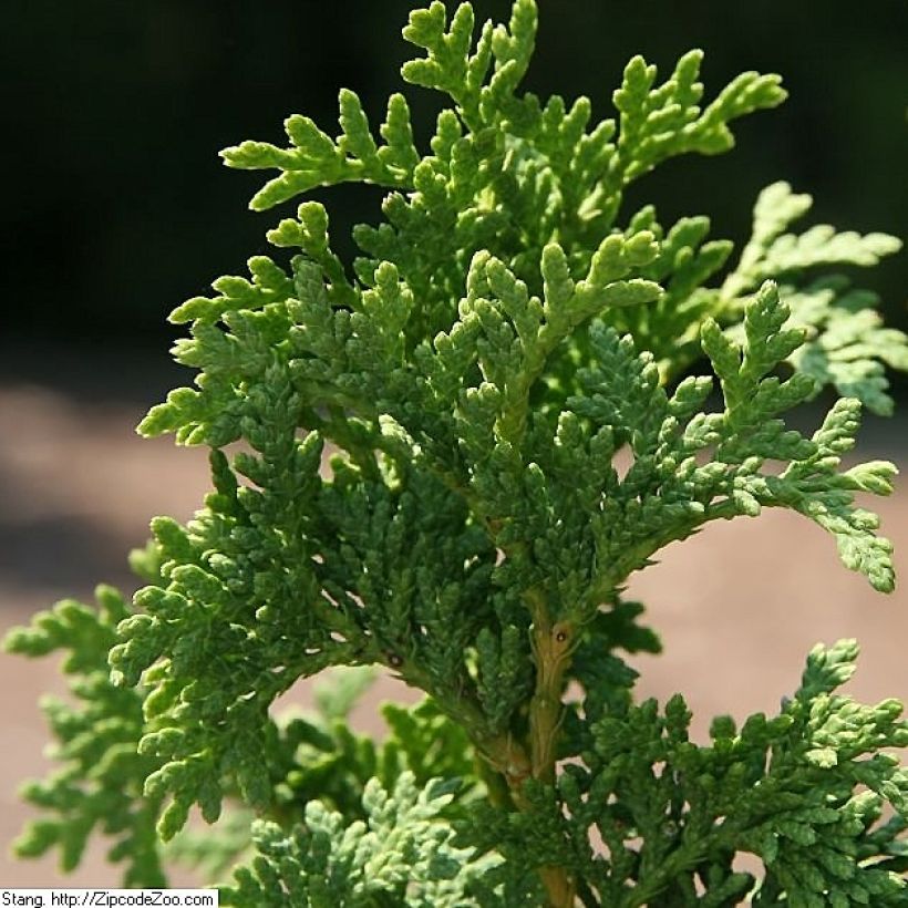Thuja occidentalis Degroot's Spire - Westerse levensboom (Blad)