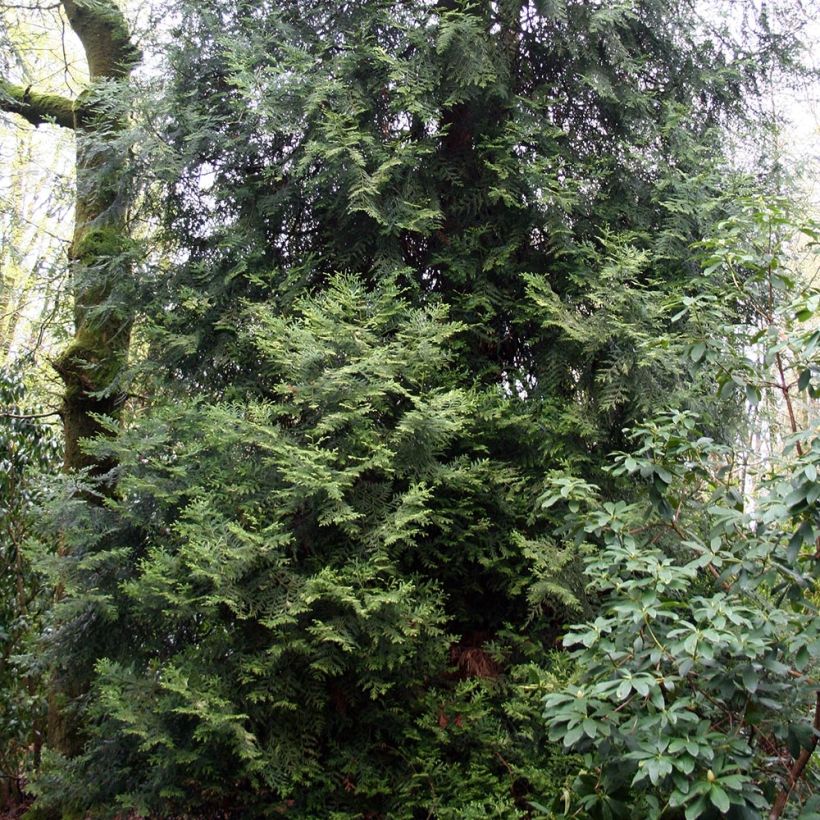 Thujopsis dolabrata - Hibacipres (Groeiplaats)