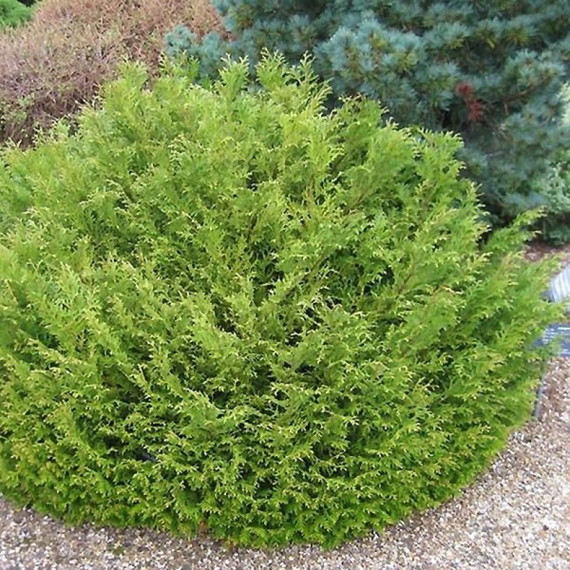 Thujopsis dolabrata Nana - Hibacipres (Groeiplaats)