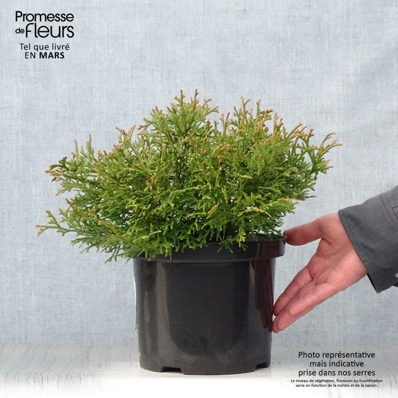 Exemplaar van Thujopsis dolabrata Nana - Hibacipres Pot van 4 l/5 l zoals geleverd in de lente