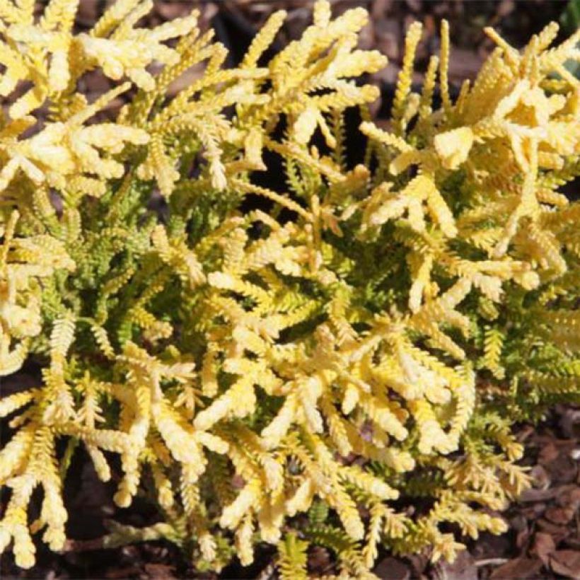 Thujopsis dolabrata Solar Flare - Hibacipres (Blad)