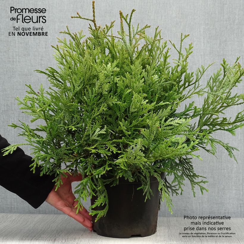 Exemplaar van Thujopsis dolabrata - Hibacipres Pot van 4 l/5 l zoals geleverd in de herfst