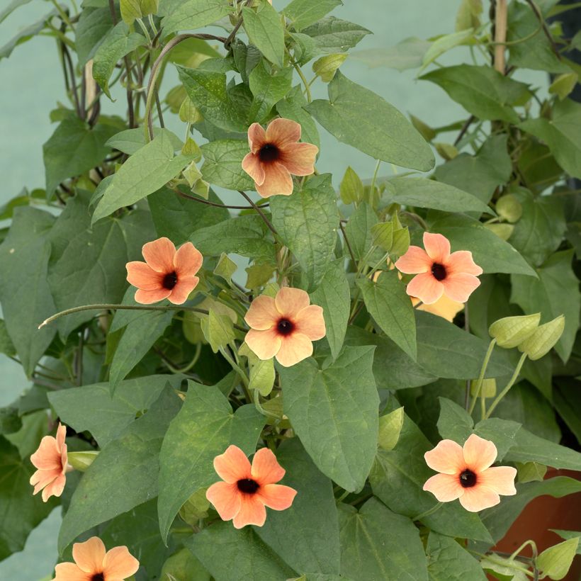 Thunbergia alata African Sunset (zaad) - Suzanne-met-de-mooie-ogen (Groeiplaats)
