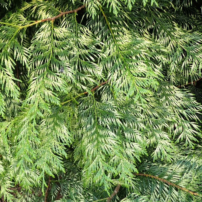 Thuja plicata Zebrina - Reuzenlevensboom (Blad)