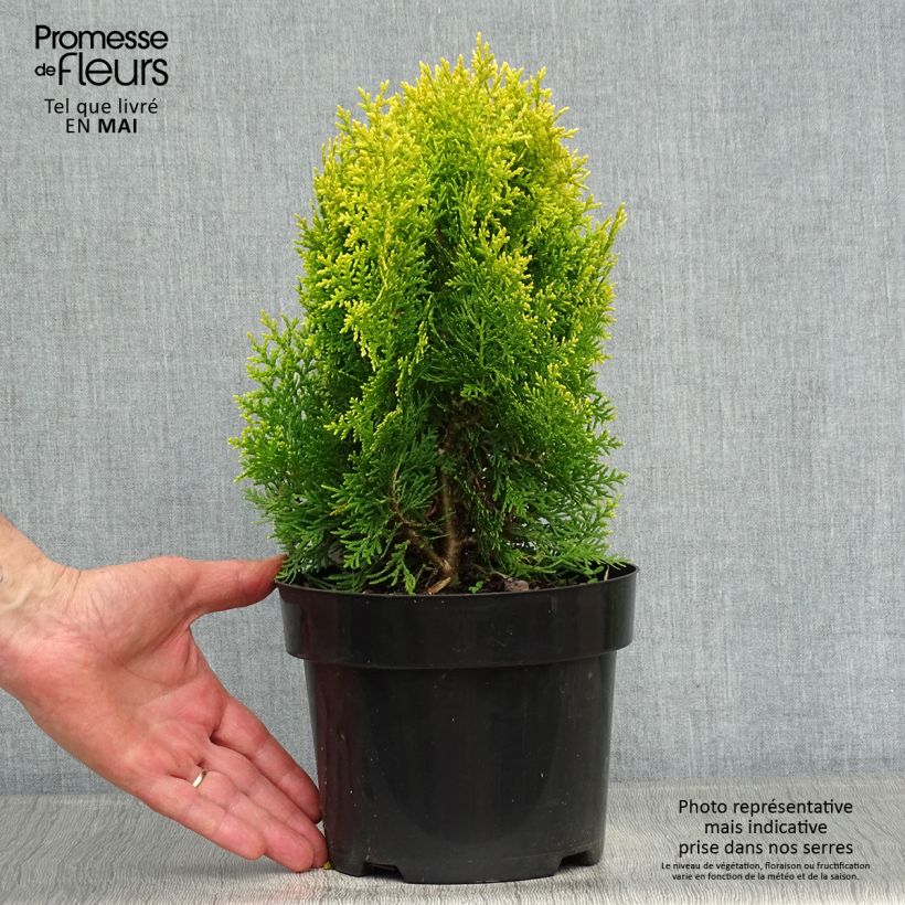 Exemplaar van Platycladus orientalis Aurea Nana - Oosterse levensboom Pot van 2 l/3 l zoals geleverd in de lente