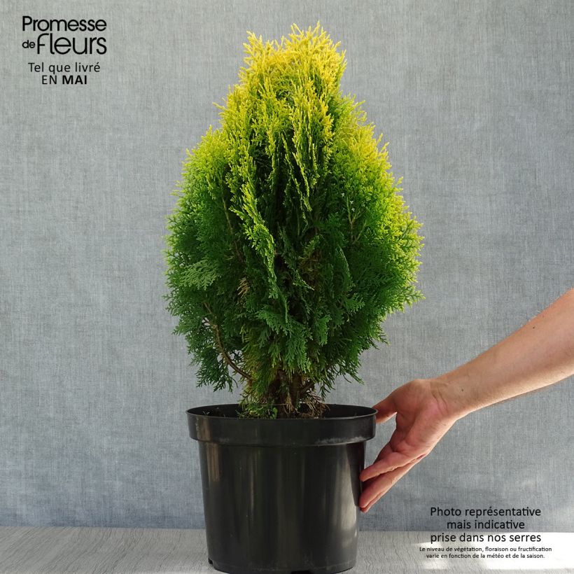 Exemplaar van Platycladus orientalis Aurea Nana - Oosterse levensboom Pot van 7,5 l/10 l zoals geleverd in de lente